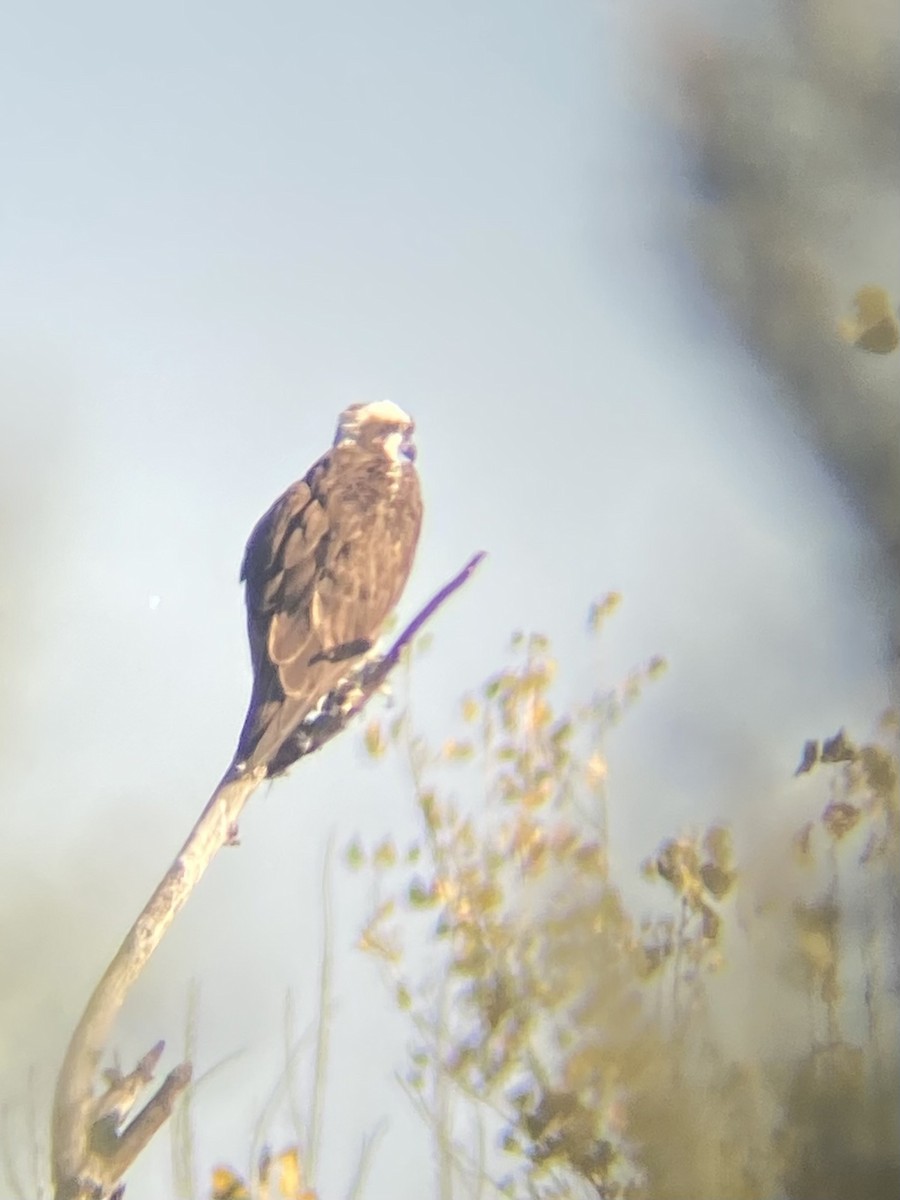 Osprey - ML646870790