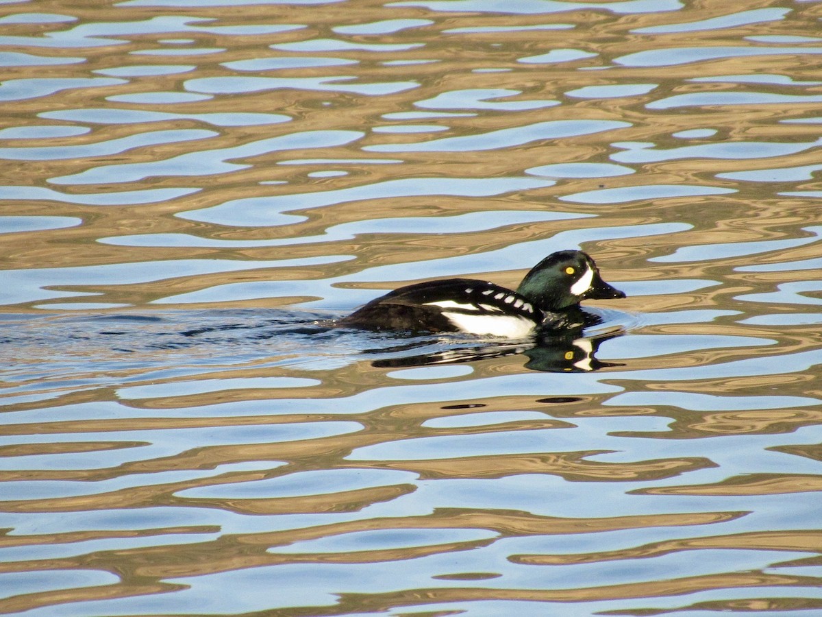 Barrow's Goldeneye - ML646870792