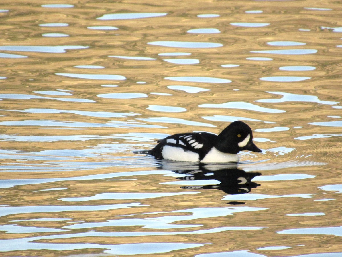 Barrow's Goldeneye - ML646870793