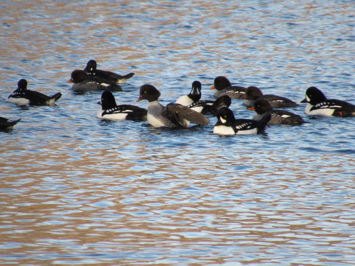 Barrow's Goldeneye - ML646870794