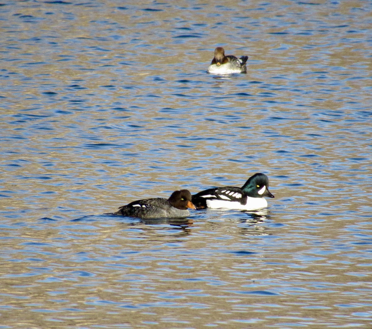 Barrow's Goldeneye - ML646870795