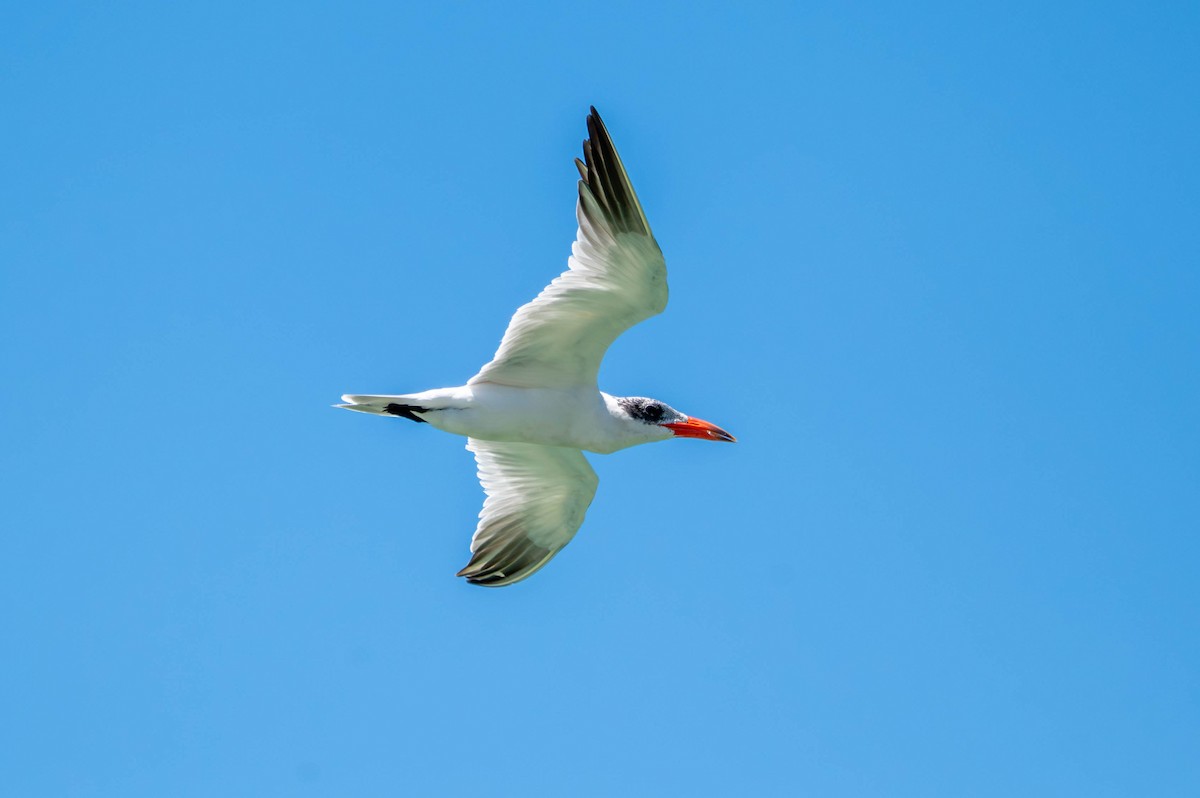 Caspian Tern - ML646870796