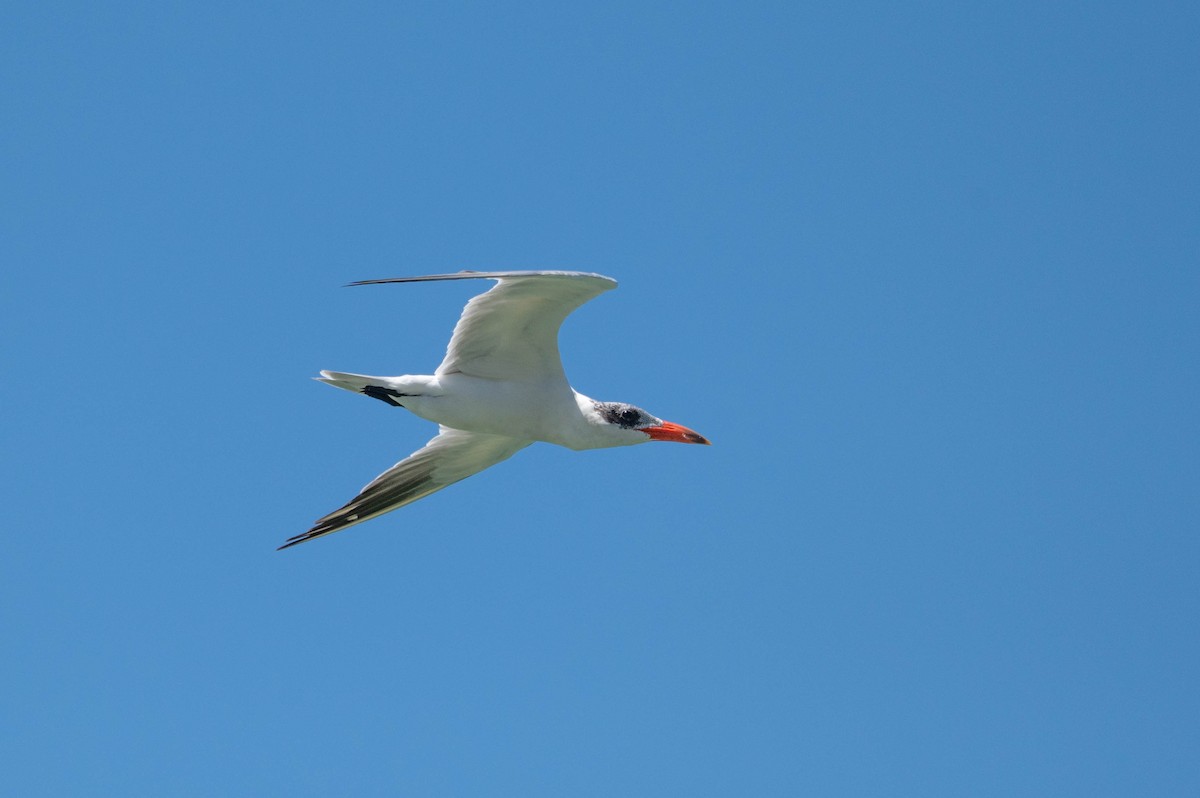 Caspian Tern - ML646870797