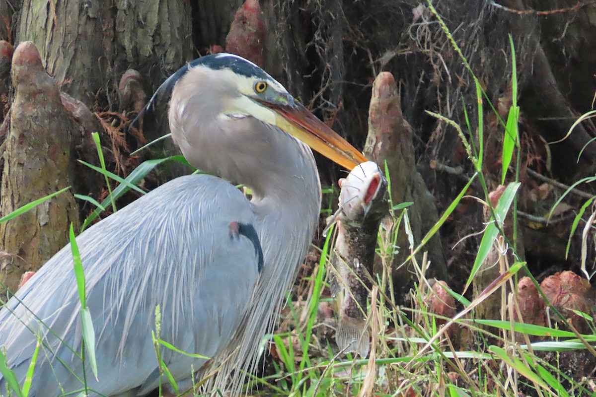 Kanadareiher - ML646870799