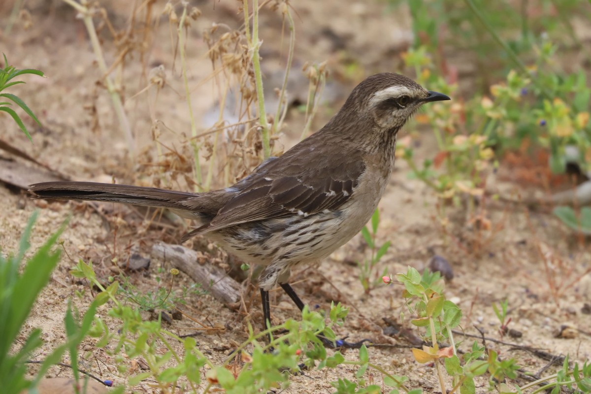 drozdec chilský - ML646870803