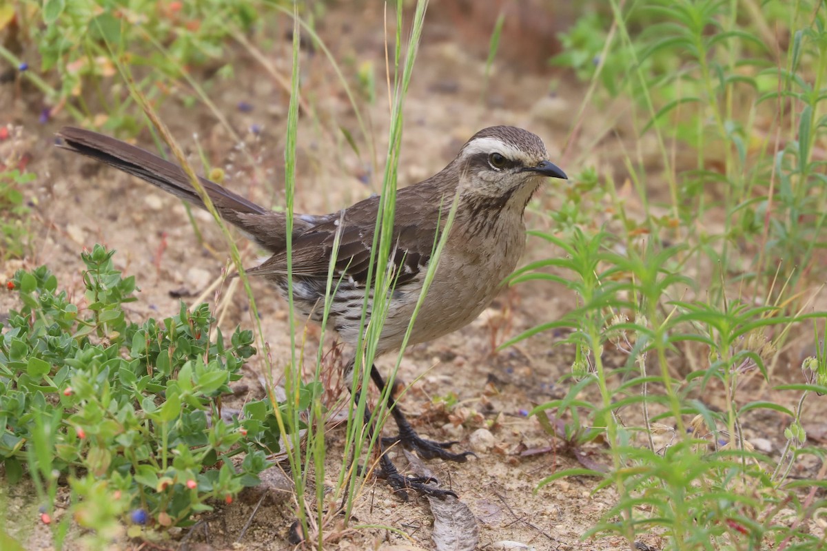 drozdec chilský - ML646870804