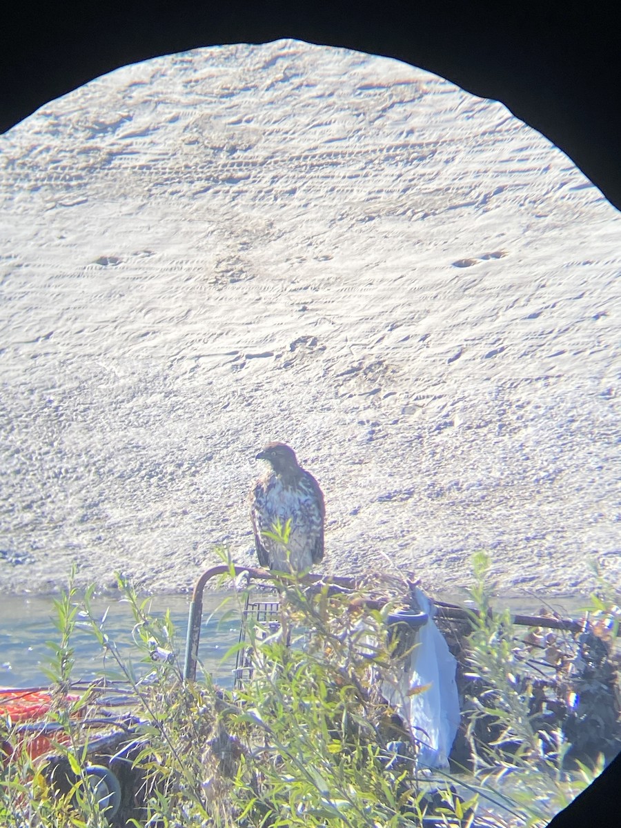 Red-tailed Hawk (calurus/alascensis) - ML646870805