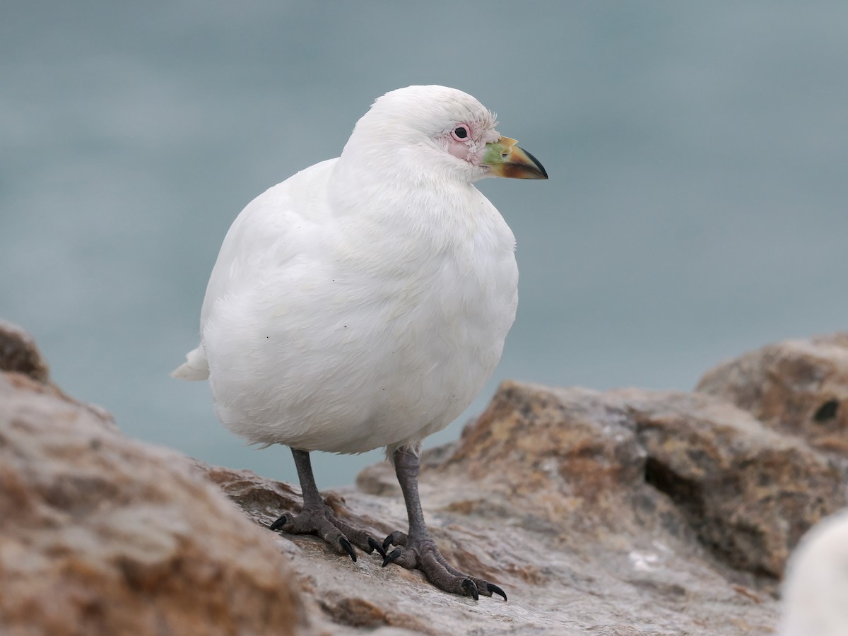Snowy Sheathbill - ML646870806