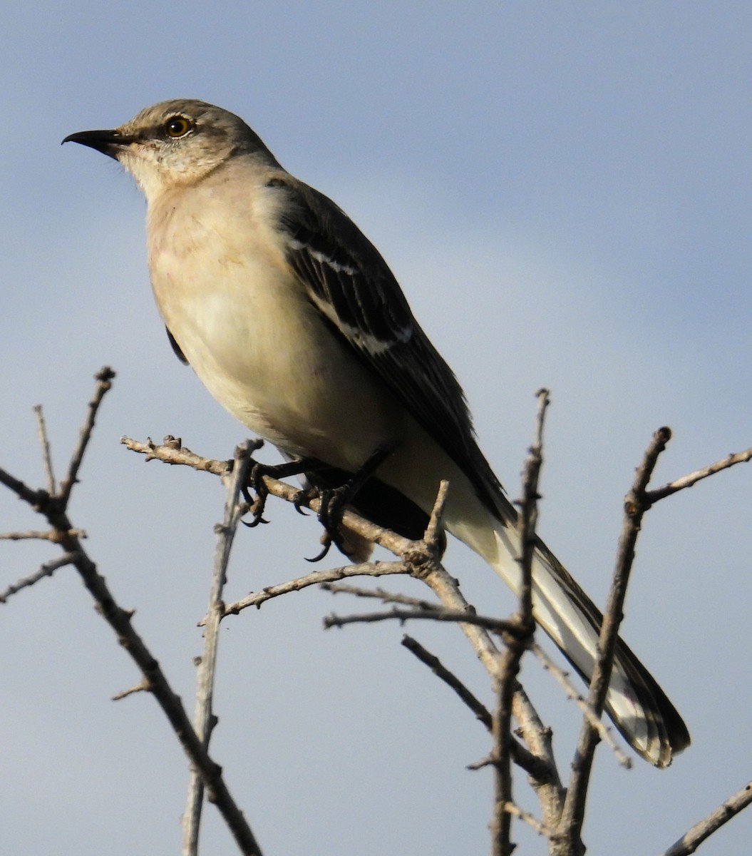 Northern Mockingbird - ML646870808