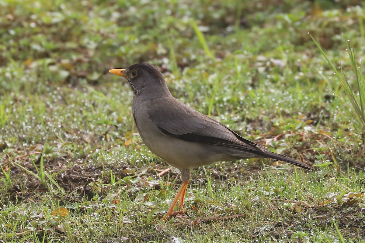 Merle austral - ML646870809