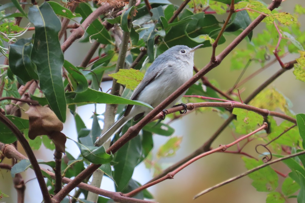 Blaumückenfänger - ML646870811