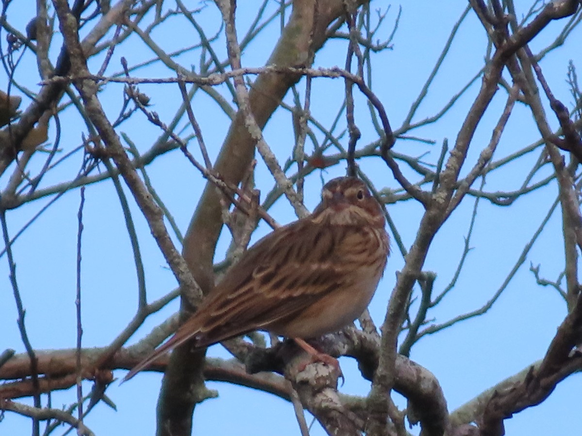 Vesper Sparrow - ML646870813