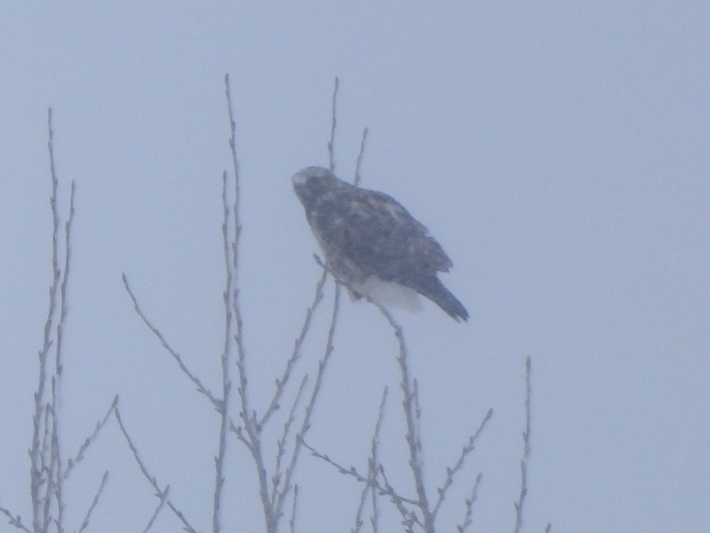 Rough-legged Hawk - ML646870814