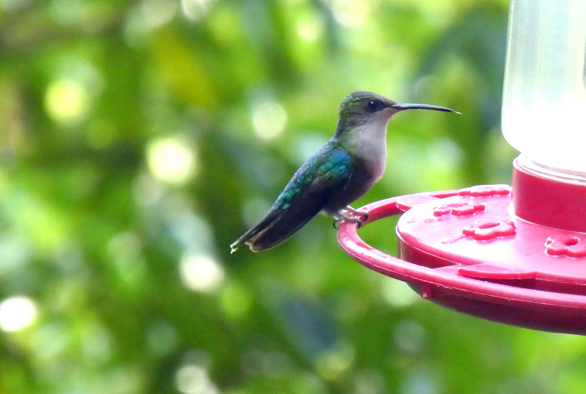 Crowned Woodnymph - ML646870815