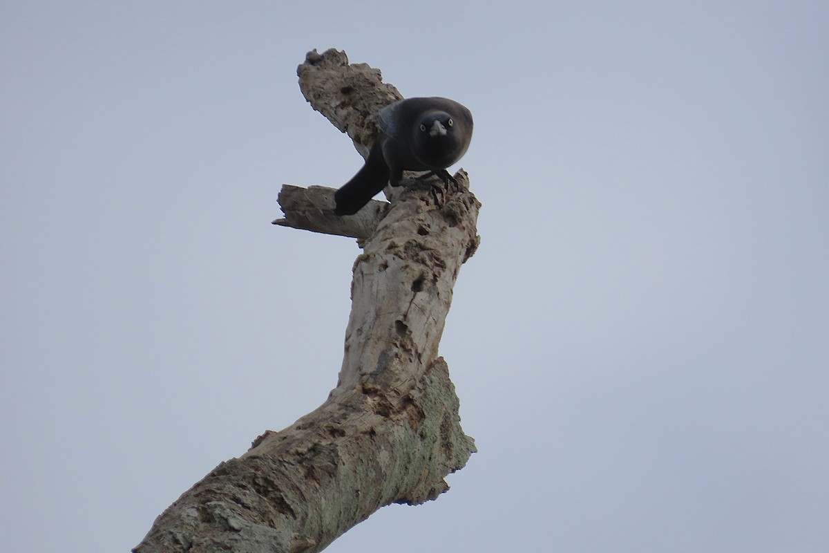 Purpurgrackel - ML646870816