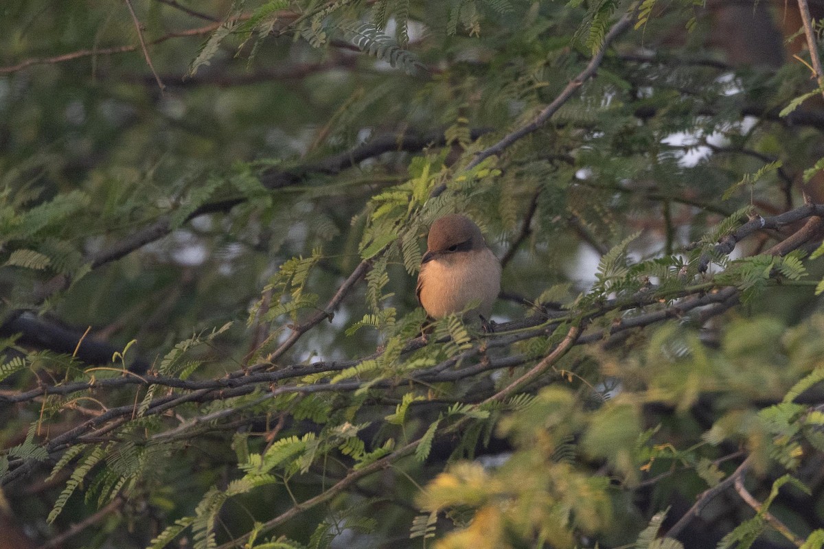 Isabellwürger - ML646870817