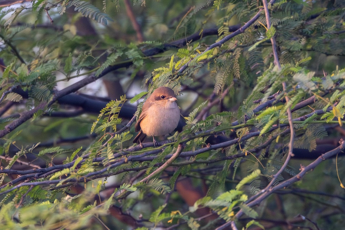 Isabellwürger - ML646870818