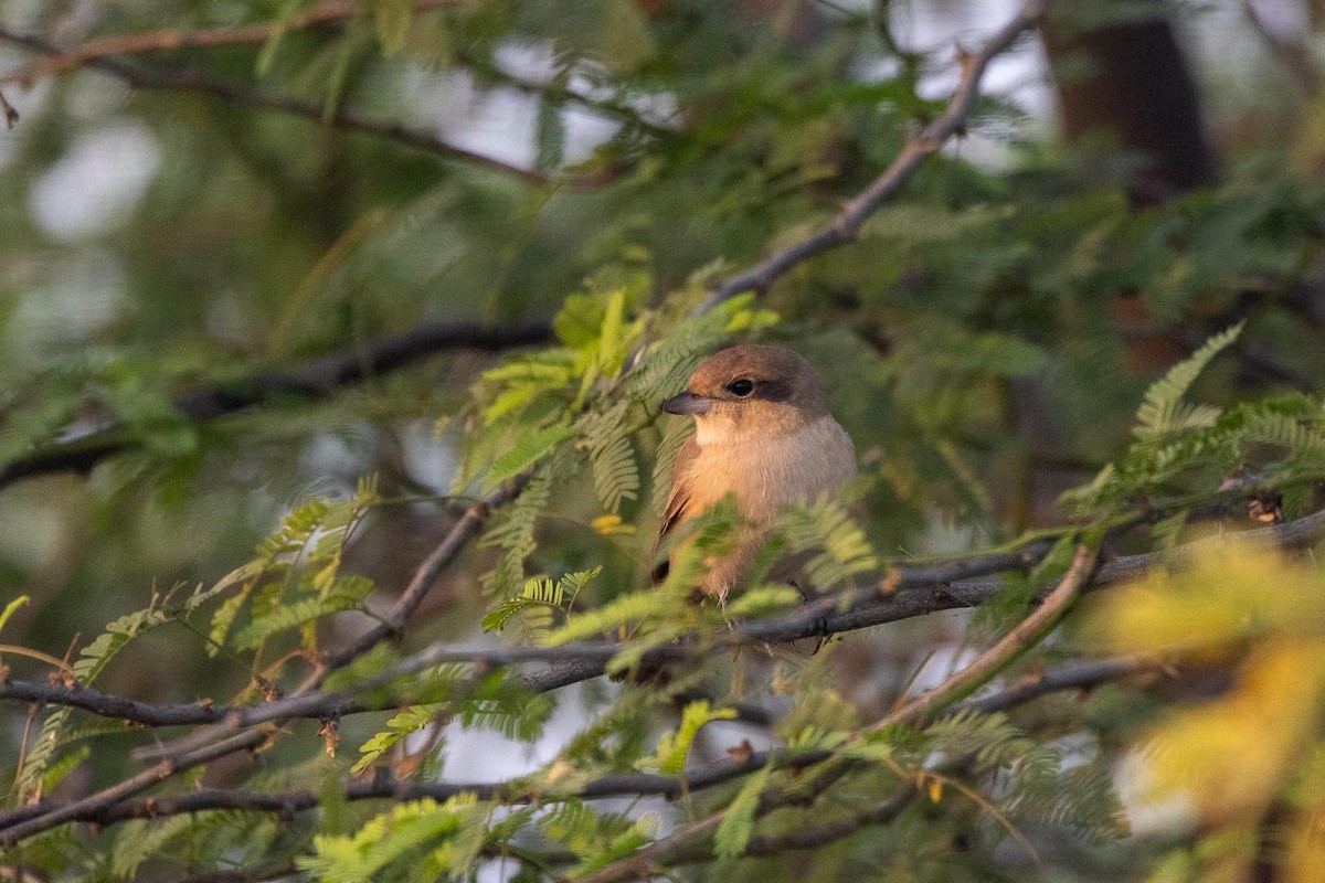 Isabellwürger - ML646870819