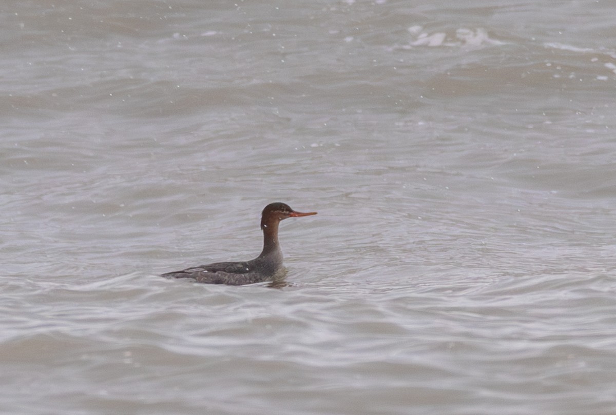 Mittelsäger - ML646870820