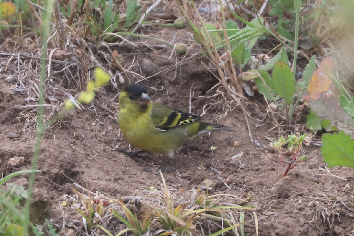 čížek vousatý - ML646870821