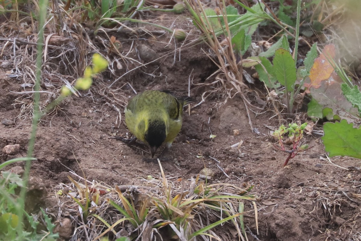 čížek vousatý - ML646870822