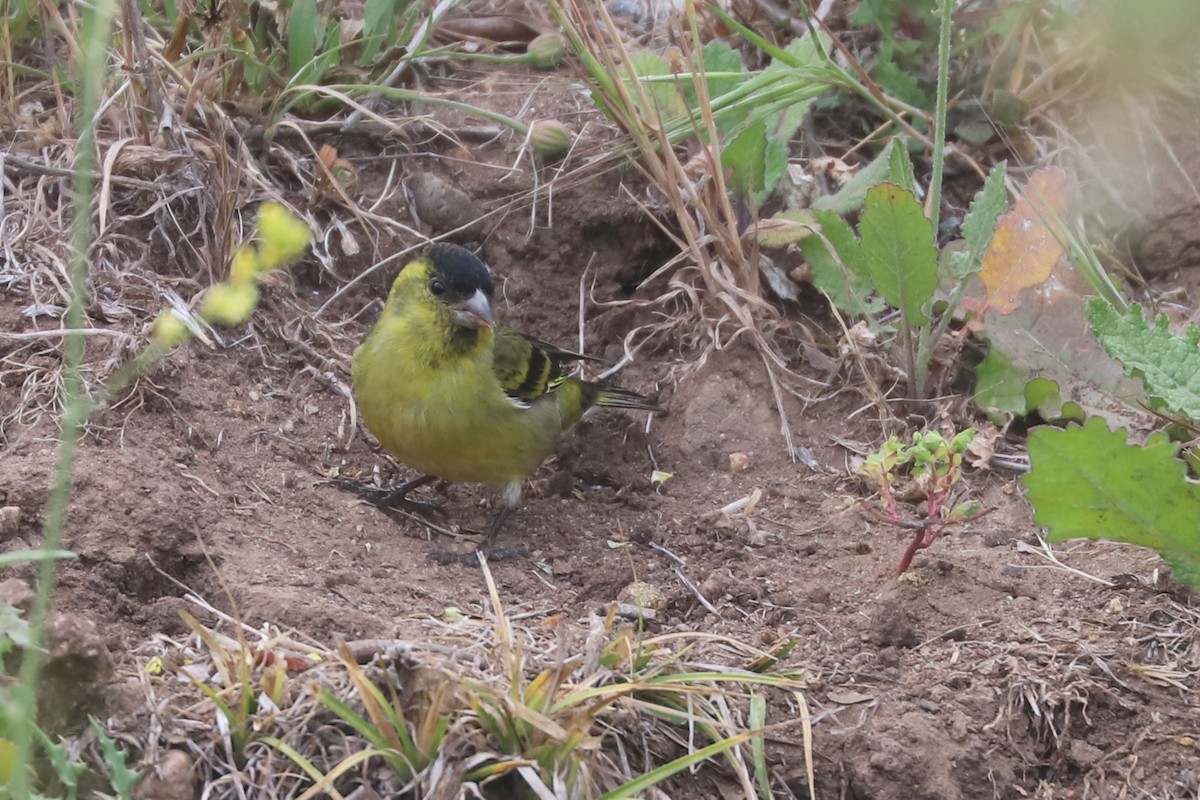 čížek vousatý - ML646870823