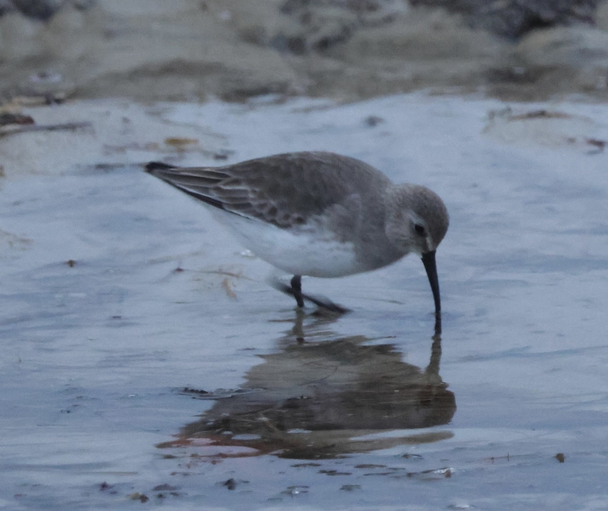 Чернозобик - ML646870825