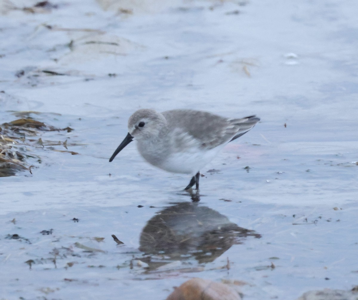 Чернозобик - ML646870826