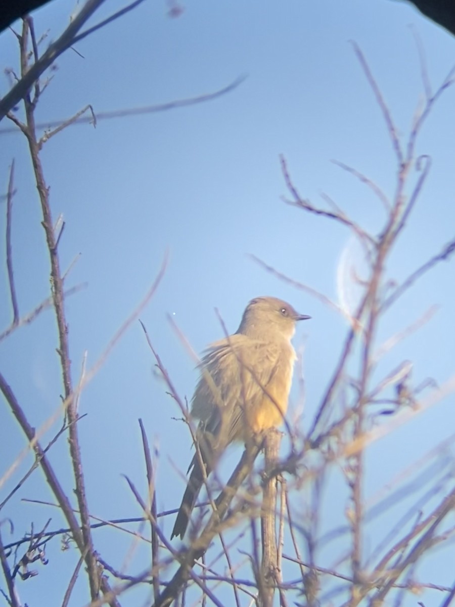 Say's Phoebe - ML646870827