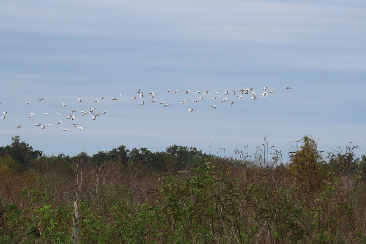 Schneesichler - ML646870828