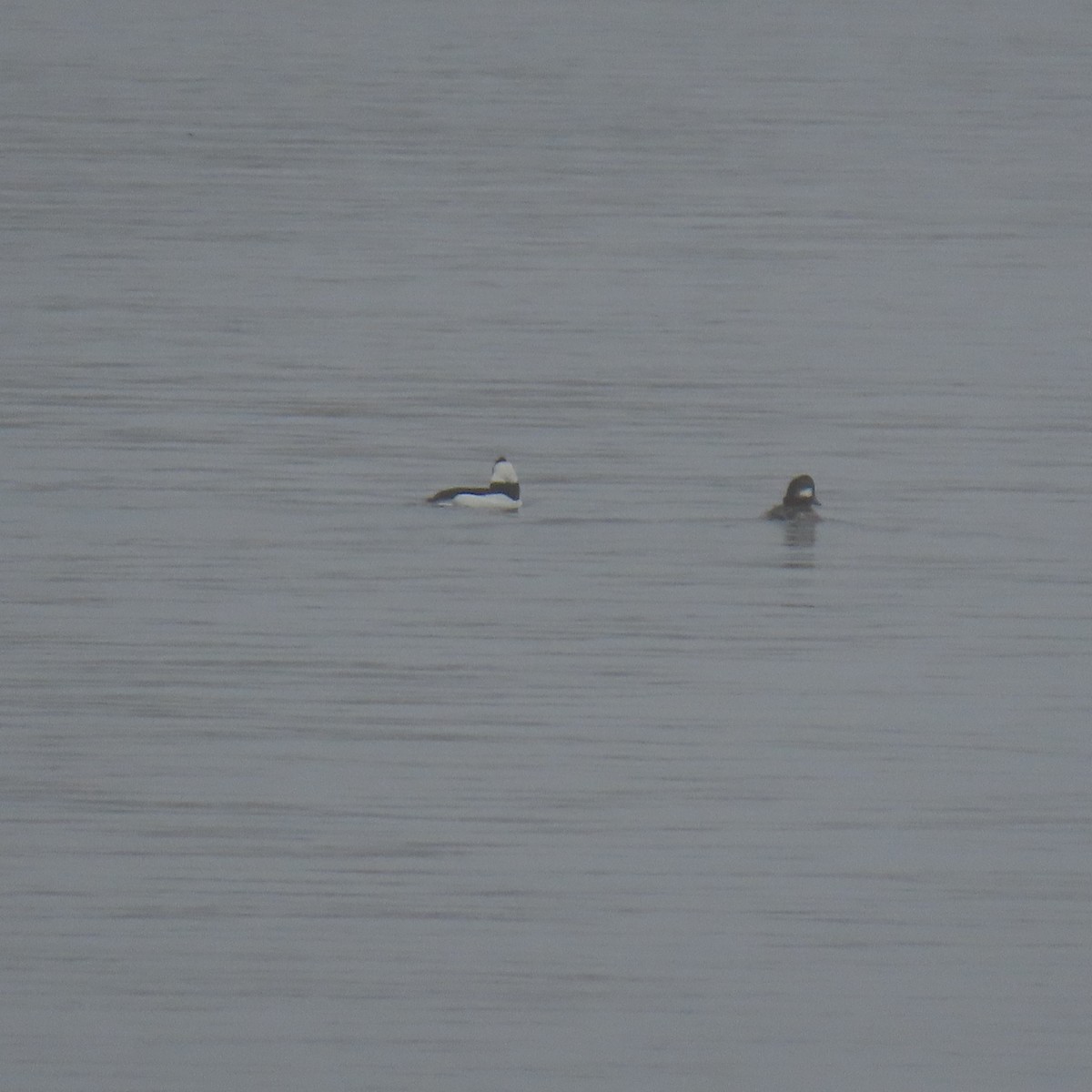 Bufflehead - ML646870829