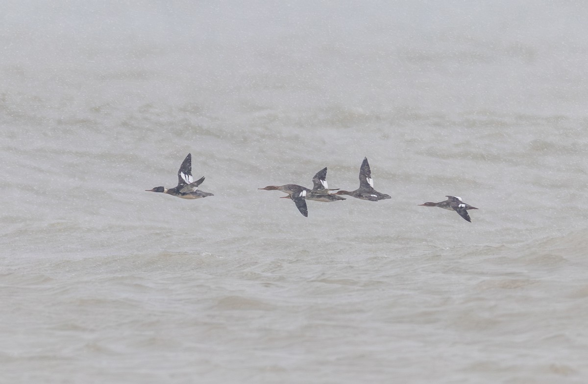 Mittelsäger - ML646870832