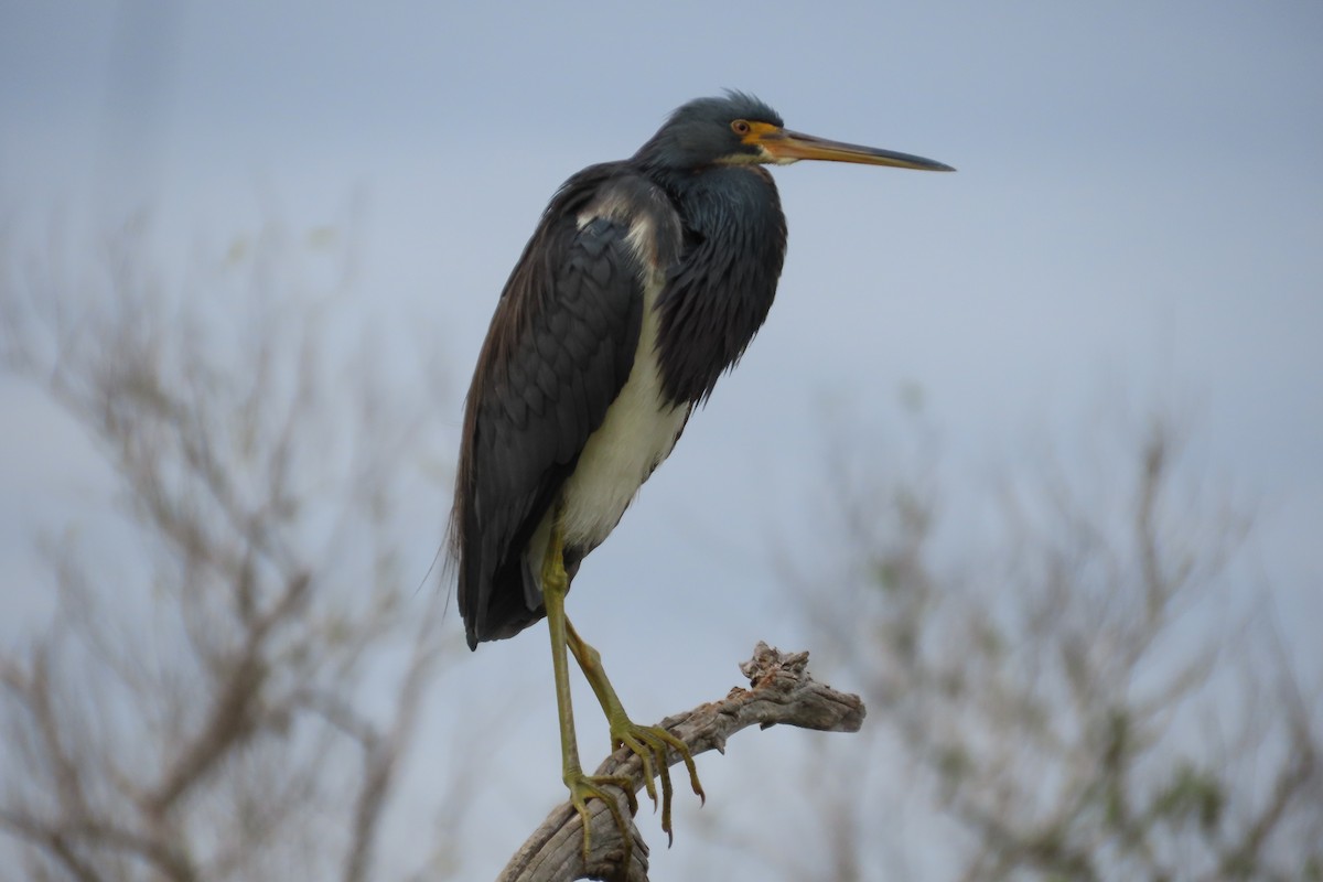 Dreifarbenreiher - ML646870833