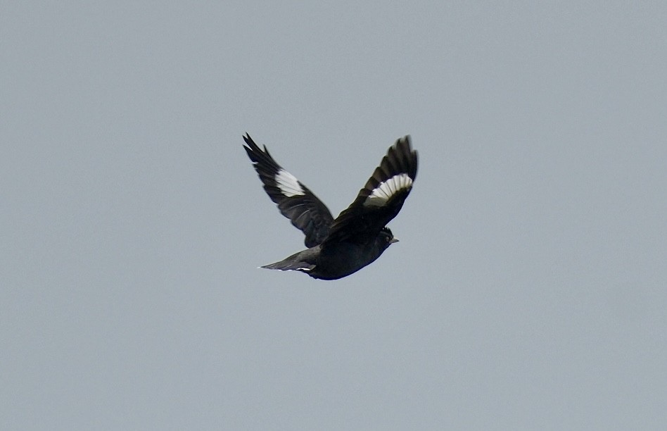 Crested Myna - ML646870836