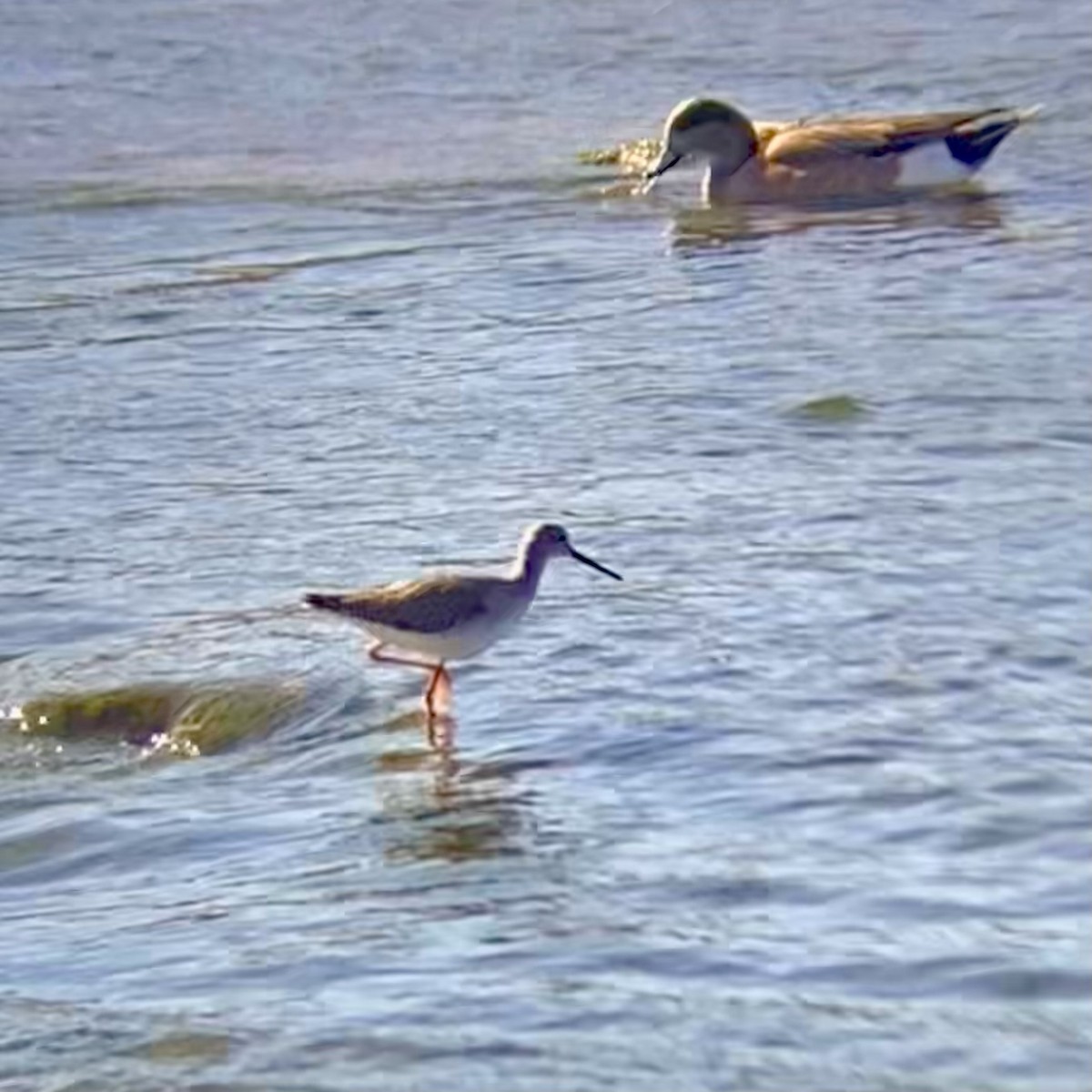 Greater Yellowlegs - ML646870838