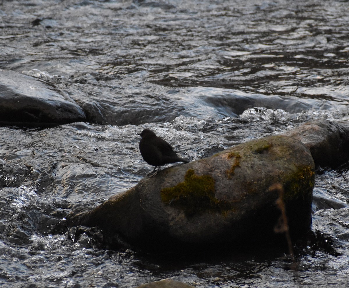 河烏 - ML646870840