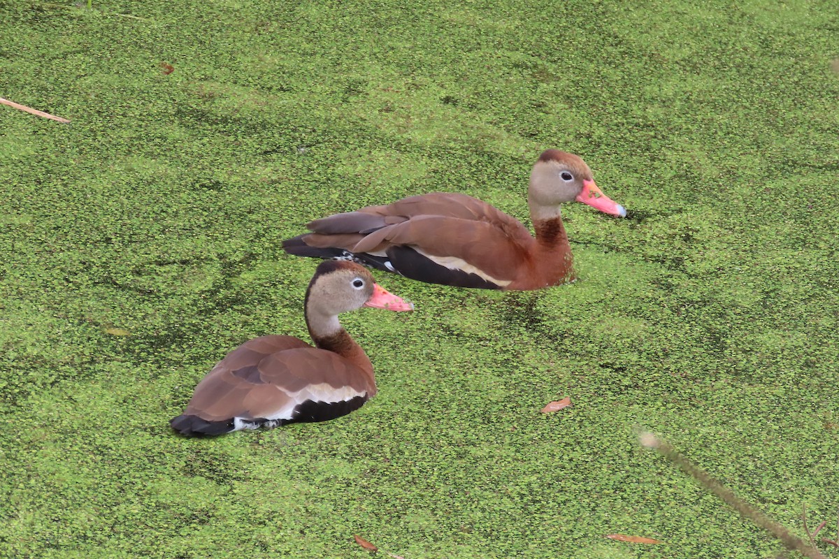 Rotschnabel-Pfeifgans - ML646870841