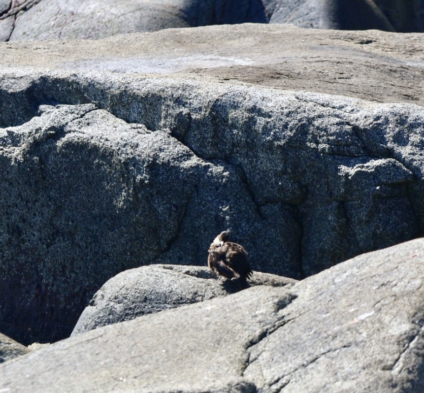 Seaside Cinclodes - ML646870842