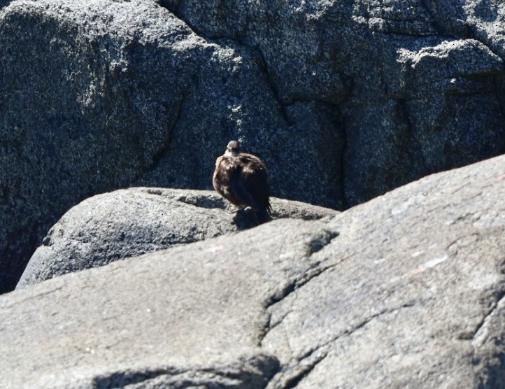 Seaside Cinclodes - ML646870843