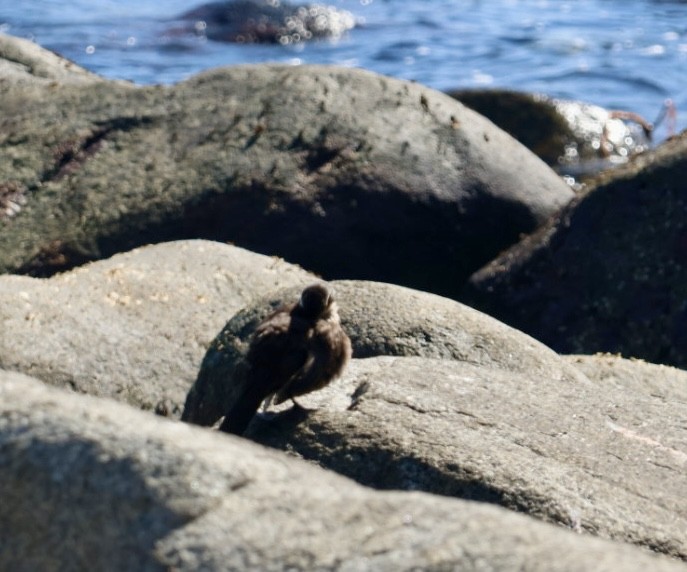 Seaside Cinclodes - ML646870844