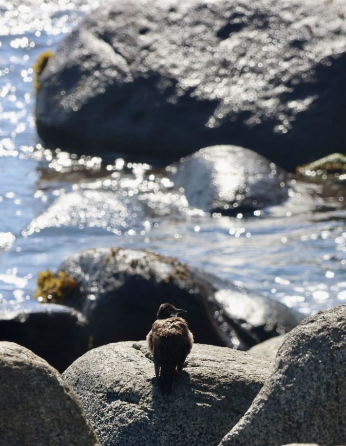 Seaside Cinclodes - ML646870845