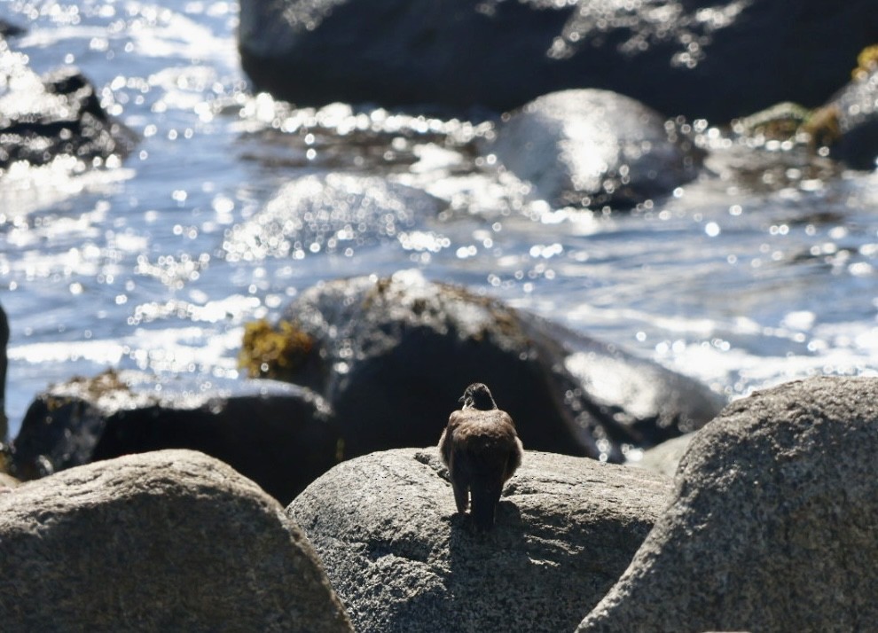 Seaside Cinclodes - ML646870846