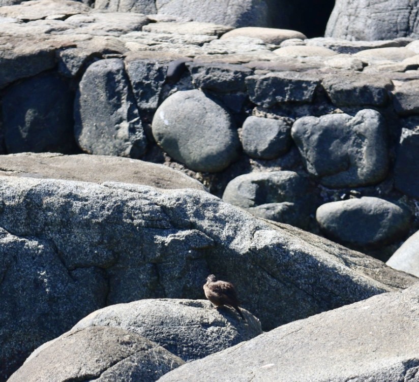 Seaside Cinclodes - ML646870847