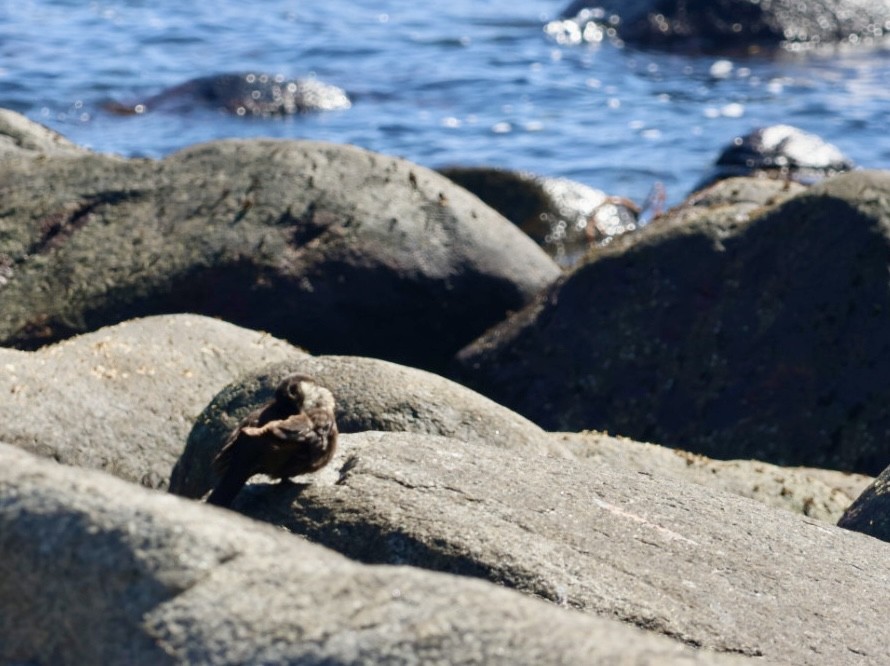 Seaside Cinclodes - ML646870848