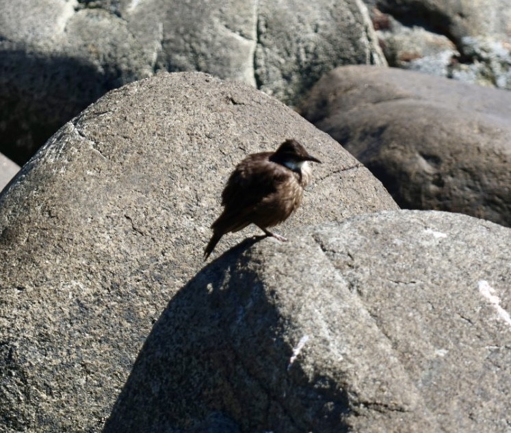 Seaside Cinclodes - ML646870849