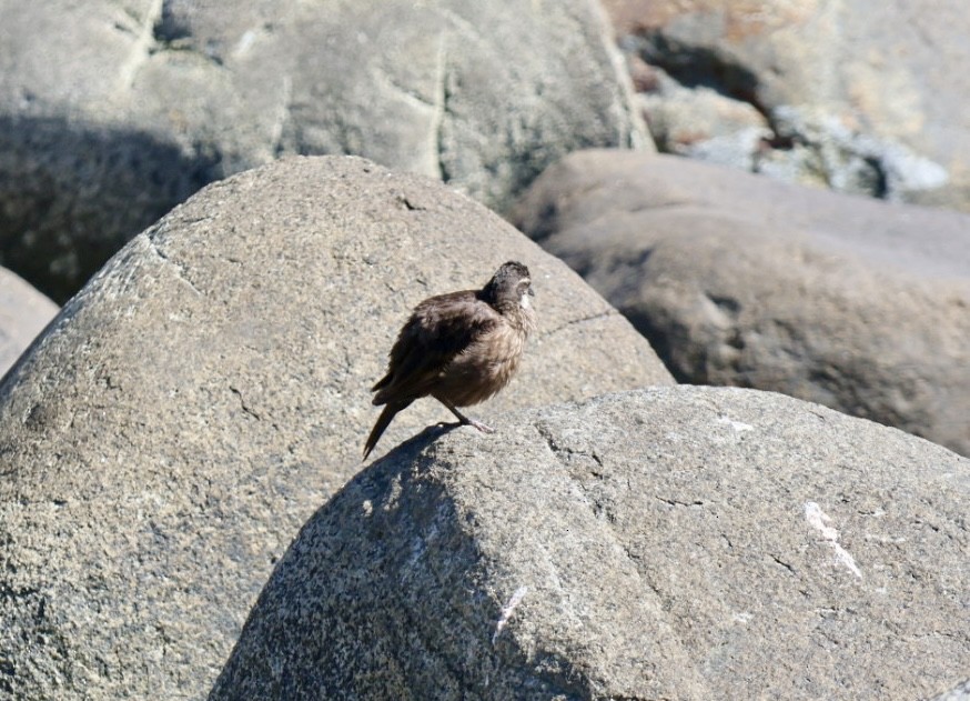 Seaside Cinclodes - ML646870850