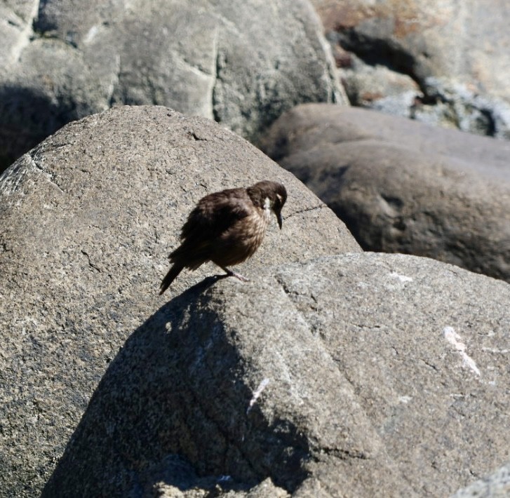 Seaside Cinclodes - ML646870851