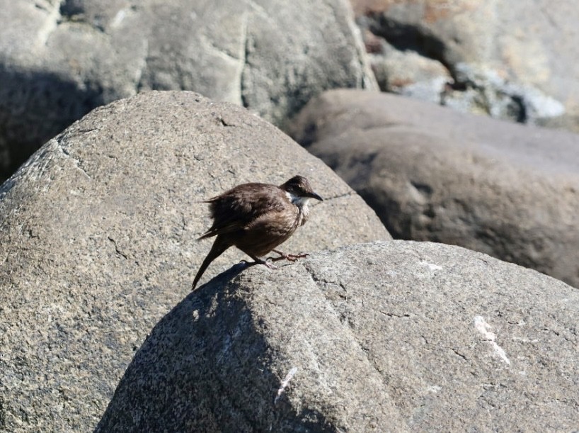 Seaside Cinclodes - ML646870852