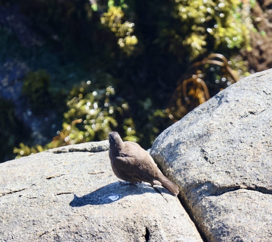 Seaside Cinclodes - ML646870853