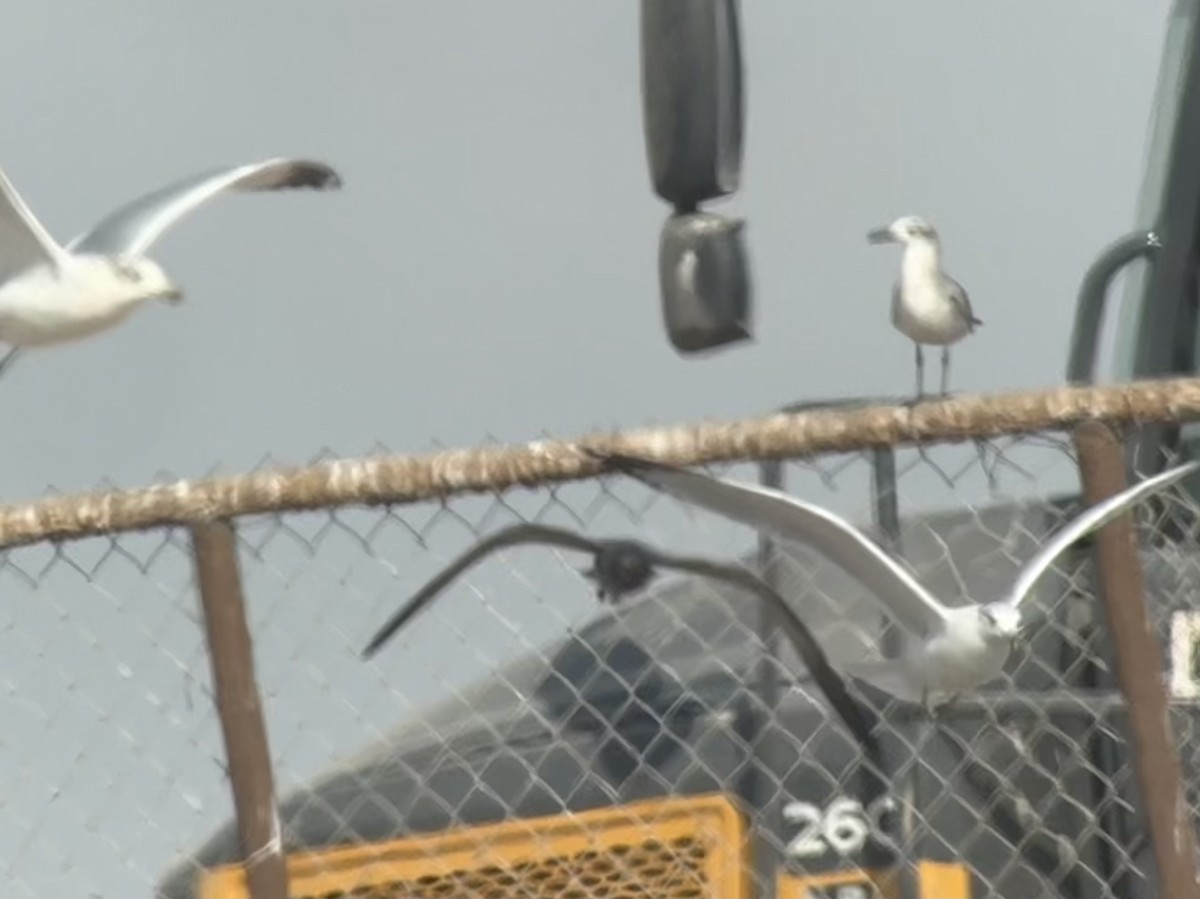 gull sp. - ML646870854